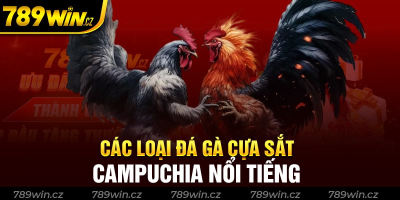 Đa dạng các loại hình thức đá gà cựa sắt Campuchia