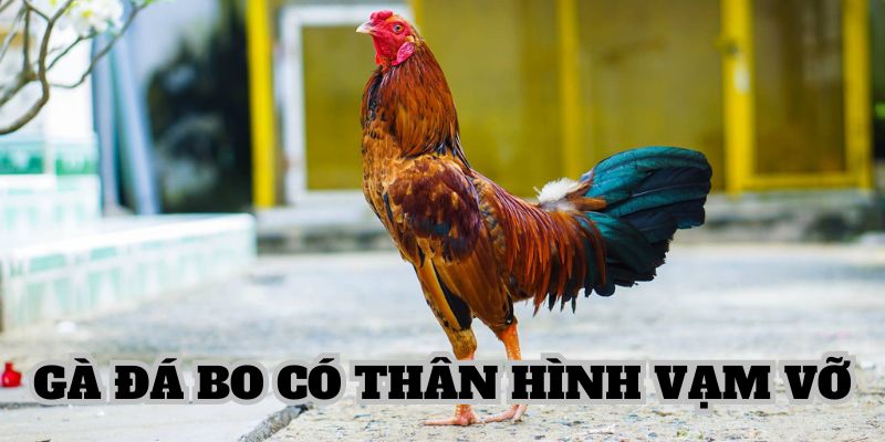 Gà đá bo có thân hình vạm vỡ