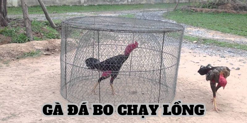 Cách nuôi gà đá bo dựa vào chạy lồng