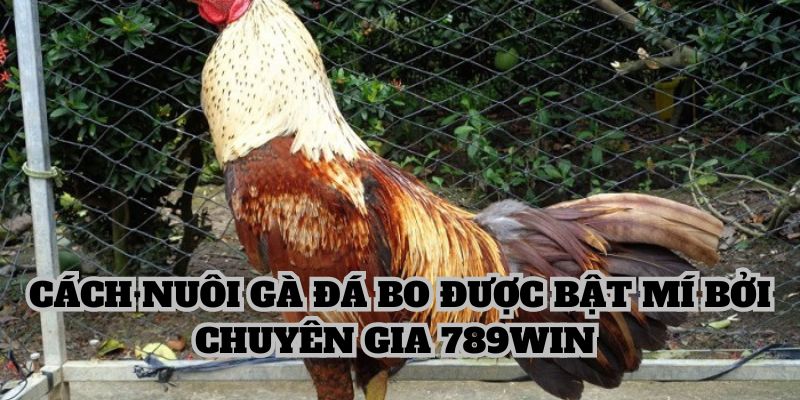 Cách nuôi gà đá bo được bật mí bởi các chuyên gia