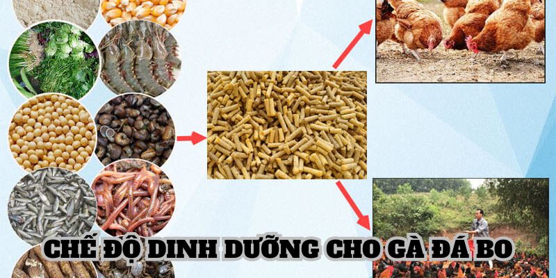 Lưu ý dinh dưỡng khi nuôi gà đá bo