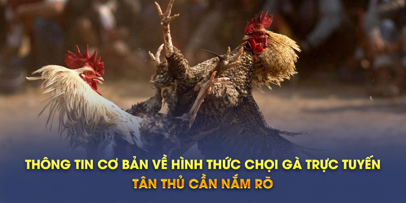 Thông tin cơ bản về hình thức chọi gà trực tuyến tân thủ cần nắm rõ