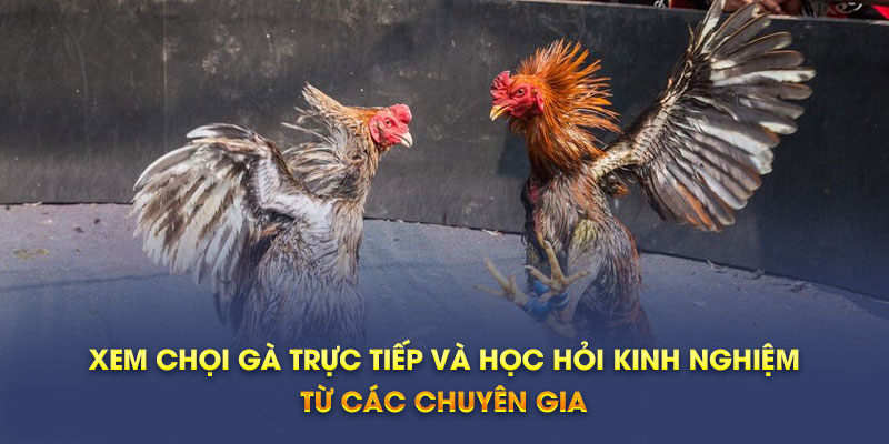 Xem chọi gà trực tiếp và học hỏi kinh nghiệm từ các chuyên gia