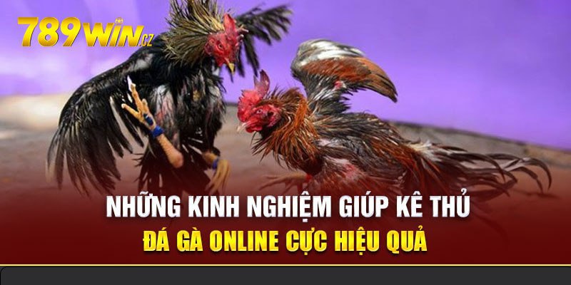 Kinh nghiệm chơi đá gà mới nhất cho kê thủ