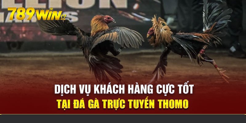 ảnh đại diện đá gà thomo