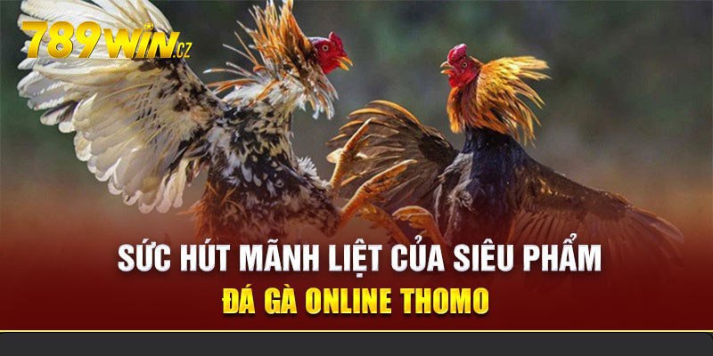 Thế mạnh vượt trội của đá gà trực tiếp thomo hôm nay