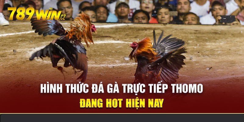 Trực tiếp đá gà thomo siêu cuốn hút