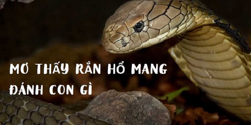 Giấc chiêm bao gặp hổ mang gợi nhắc tới con số nào?