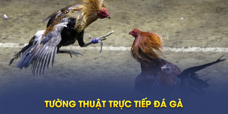 Tường thuật trực tiếp đá gà