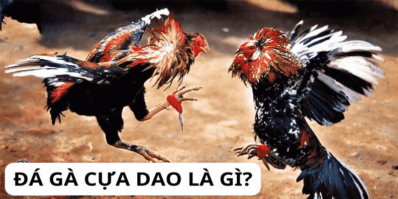 Vài nét đá gà cựa dao Kubet